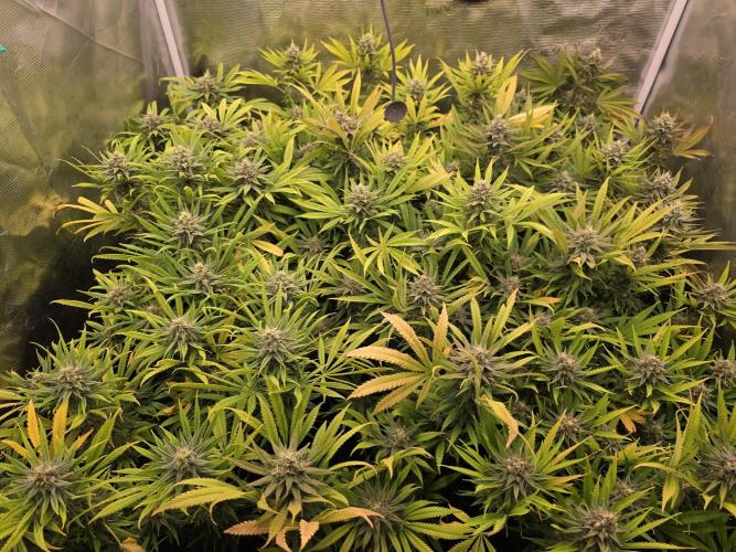 Sour Diesel Barneys Farm. Week 12