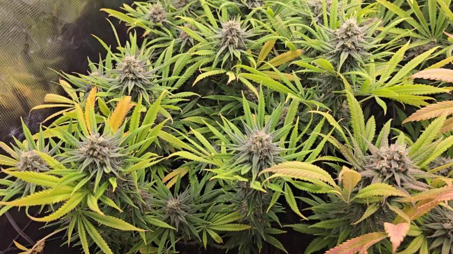 Sour Diesel Barneys Farm