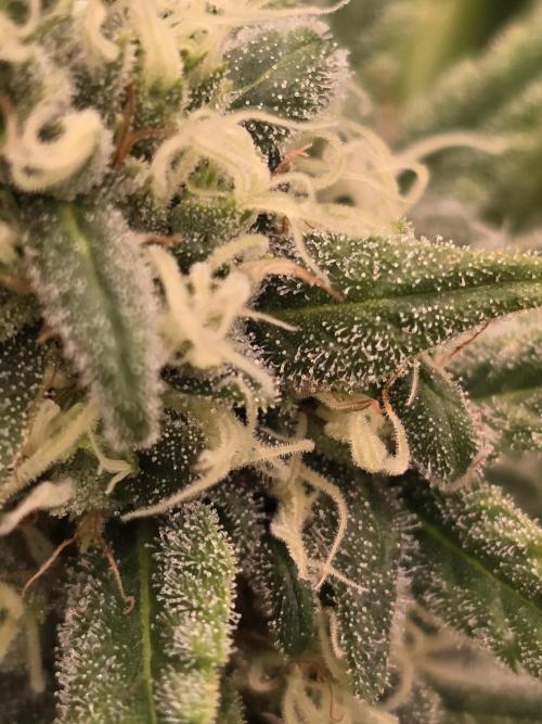 Sour Diesel Barneys Farm. Week 12
