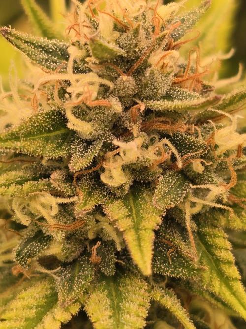 Sour Diesel Barneys Farm. Week 12