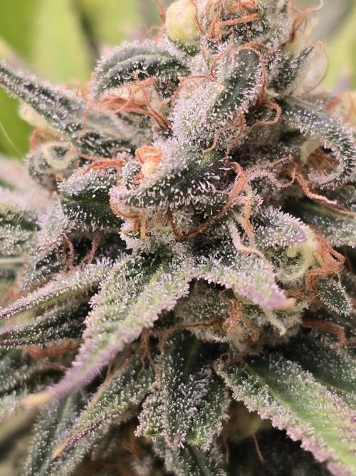 Sour Diesel Barneys Farm. Week 12