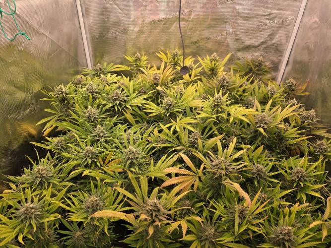 Sour Diesel Barneys Farm. Week 12