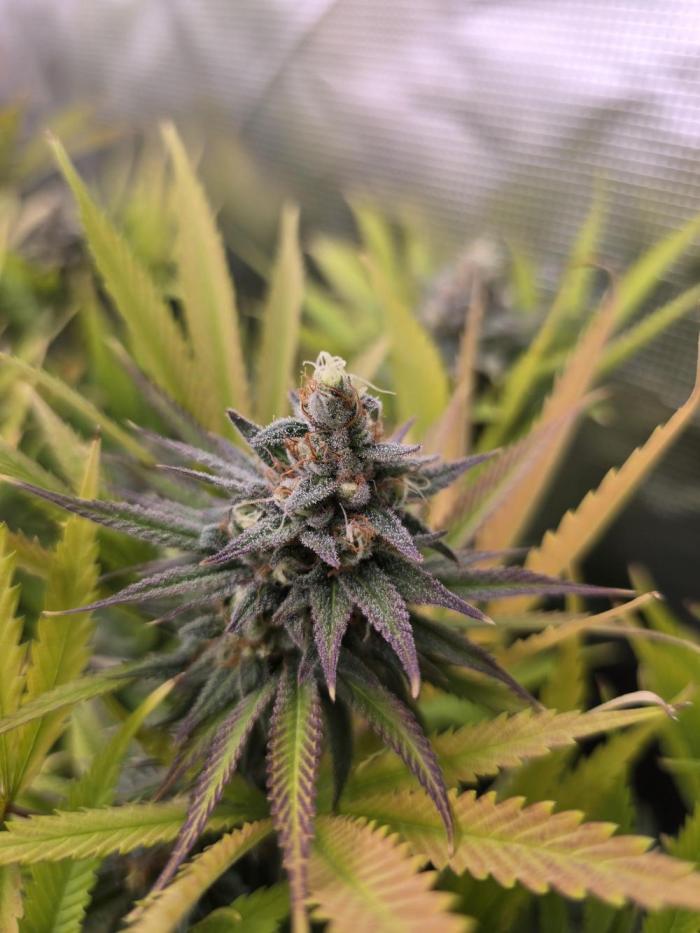 Sour Diesel Barneys Farm. Week 13