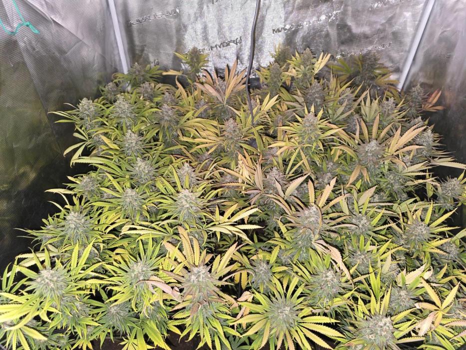 Sour Diesel Barneys Farm. Week 14