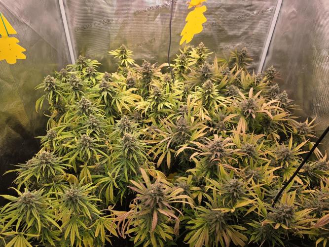 Sour Diesel Barneys Farm. Week 15
