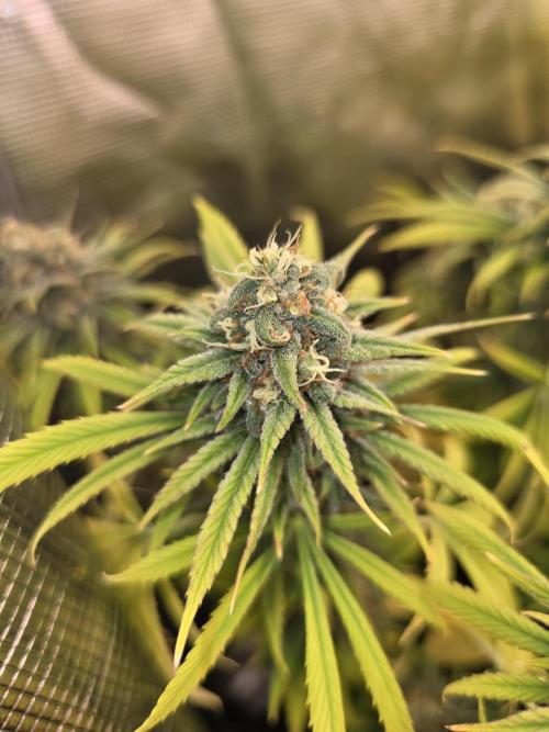 Sour Diesel Barneys Farm. Week 15
