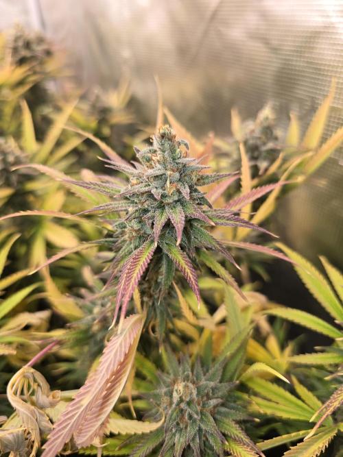 Sour Diesel Barneys Farm. Week 15