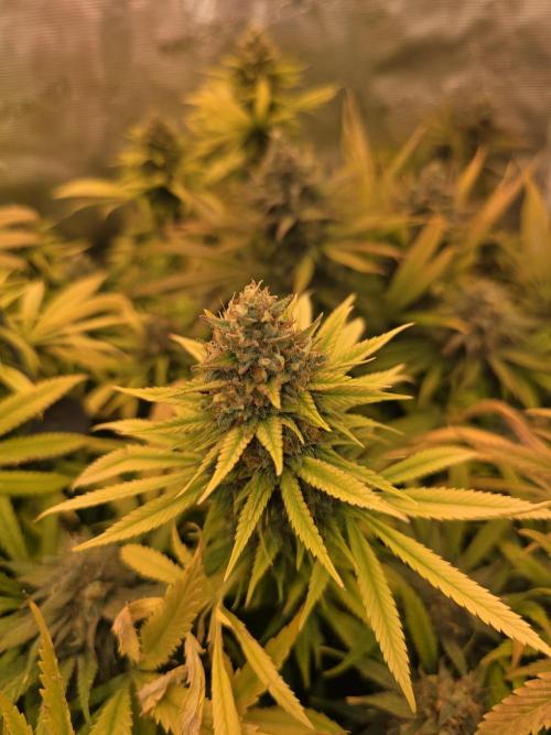 Sour Diesel Barneys Farm. Week 15