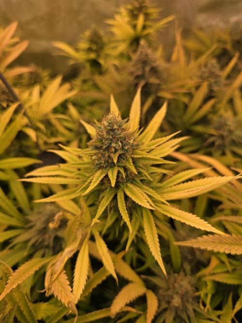 Sour Diesel Barneys Farm. Week 15
