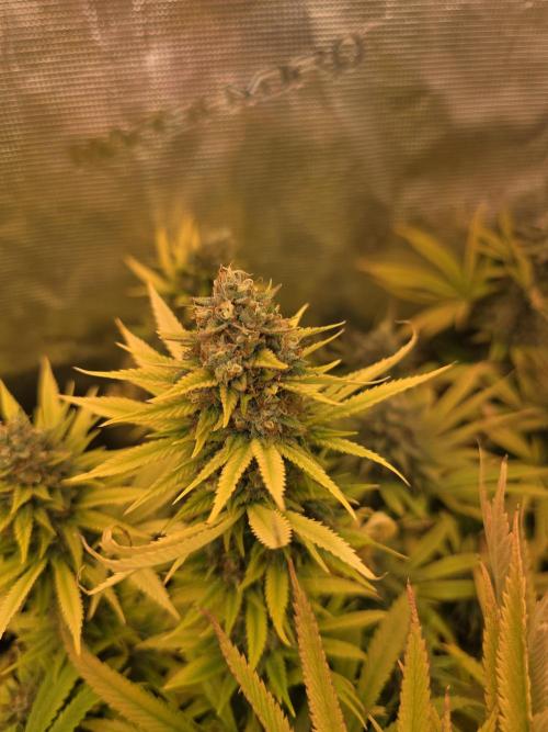 Sour Diesel Barneys Farm. Week 15