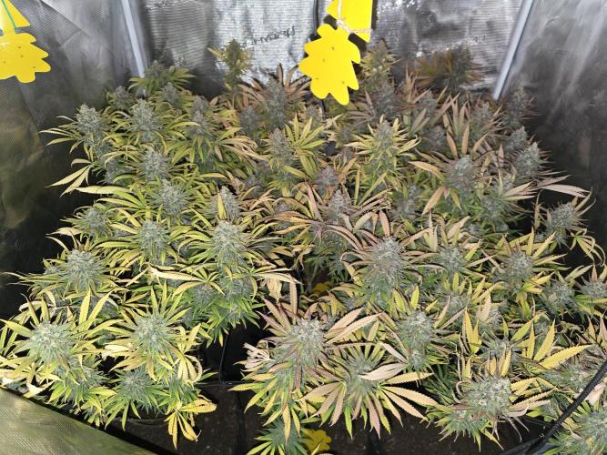Sour Diesel Barneys Farm. Week 16