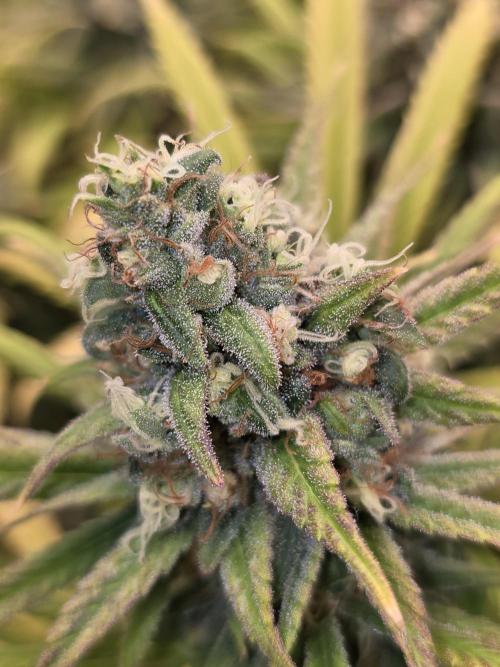 Sour Diesel Barneys Farm. Week 16