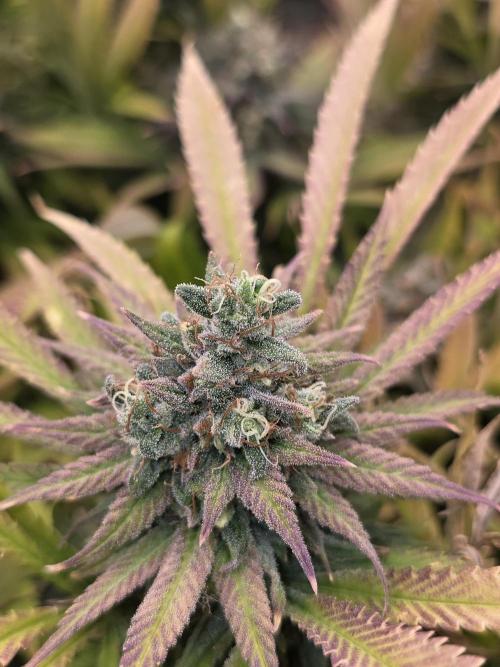 Sour Diesel Barneys Farm. Week 16