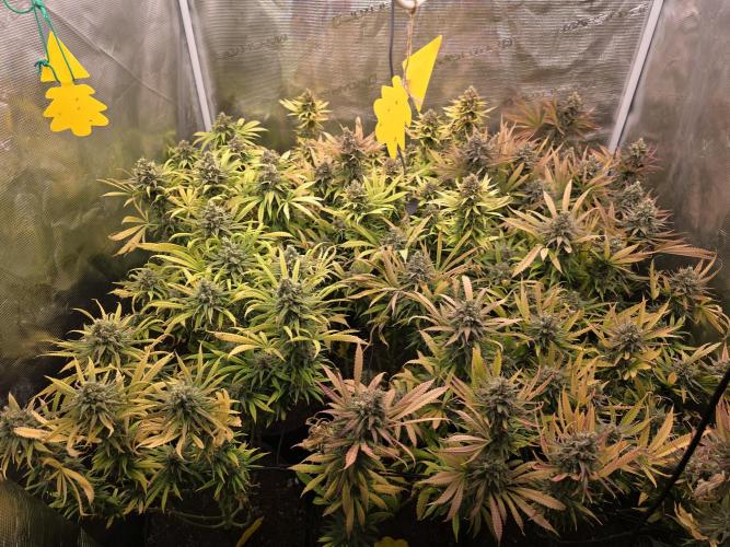 Sour Diesel Barneys Farm. Week 16