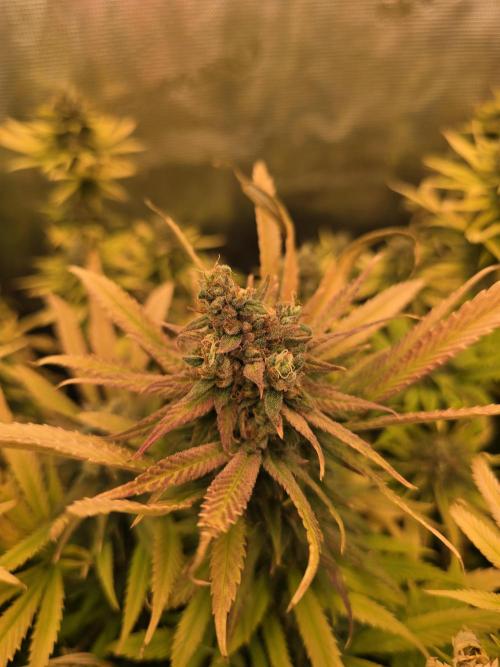 Sour Diesel Barneys Farm. Week 16