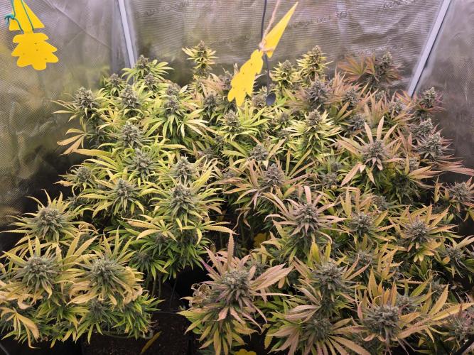 Sour Diesel Barneys Farm. Week 16