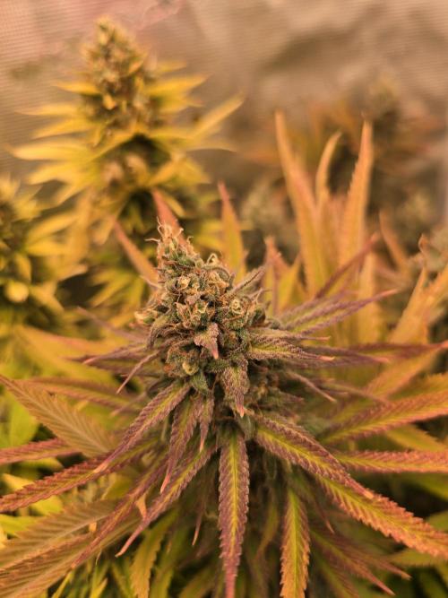 Sour Diesel Barneys Farm. Week 16