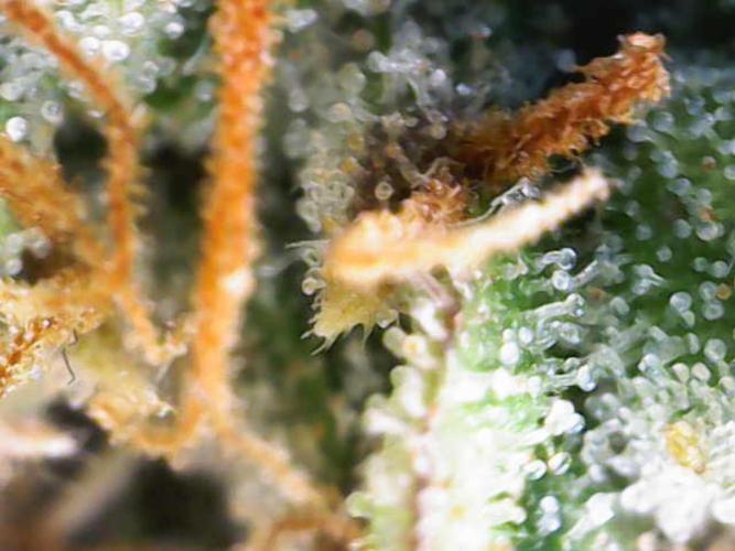 Sour Diesel Barneys Farm. Week 16