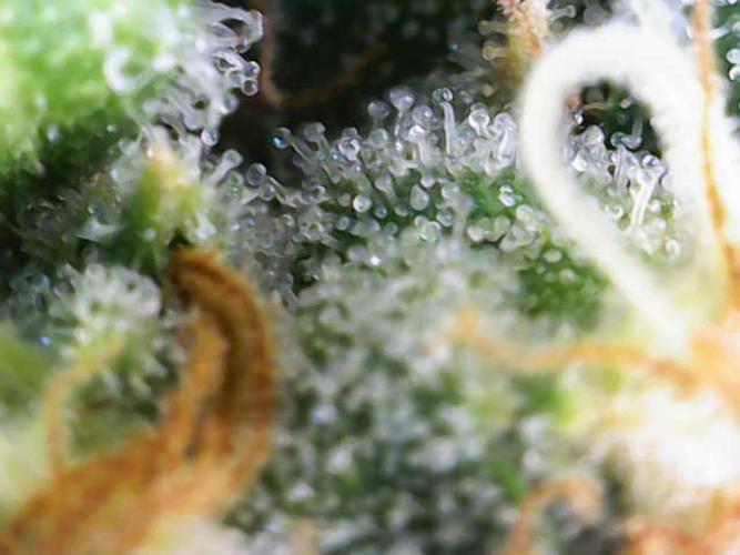 Sour Diesel Barneys Farm. Week 16