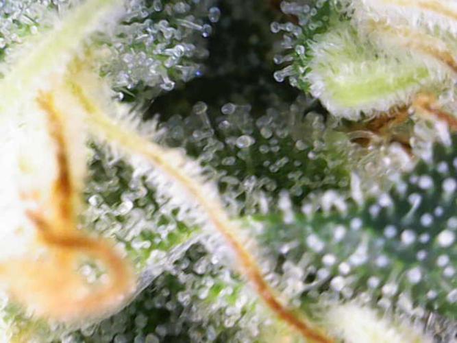 Sour Diesel Barneys Farm. Week 16