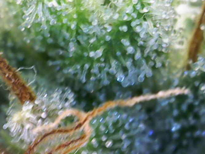 Sour Diesel Barneys Farm. Week 16