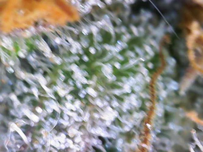 Sour Diesel Barneys Farm. Week 16