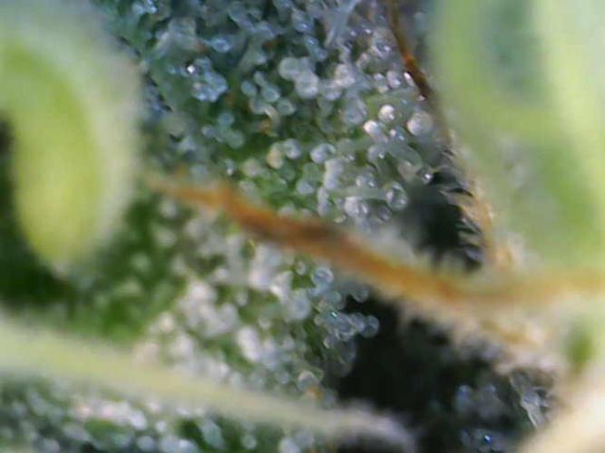 Sour Diesel Barneys Farm. Week 16