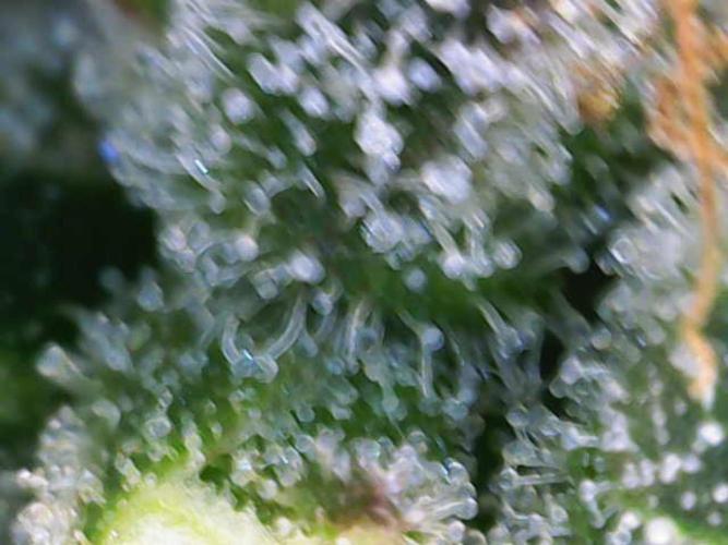 Sour Diesel Barneys Farm. Week 16