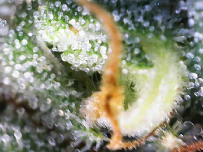 Sour Diesel Barneys Farm. Week 16