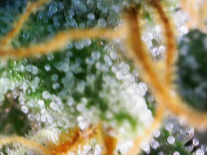 Sour Diesel Barneys Farm. Week 16