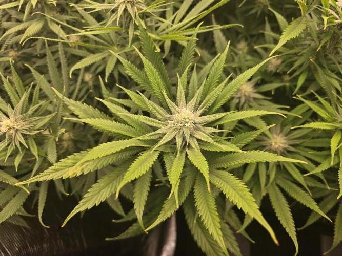 Sour Diesel Barneys Farm. Week 8
