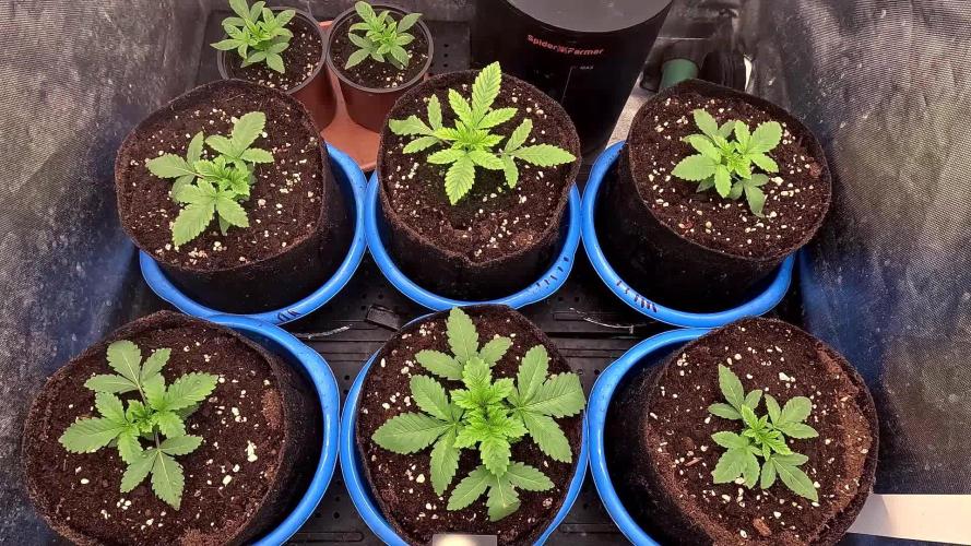 URBAN POISON, GreenWay Solutions INT.