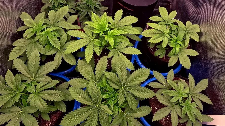 URBAN POISON, GreenWay Solutions INT.