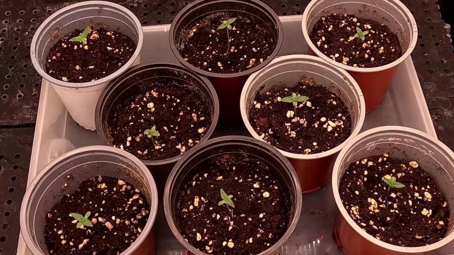 URBAN POISON, GreenWay Solutions INT.