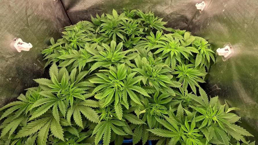 URBAN POISON, GreenWay Solutions INT.