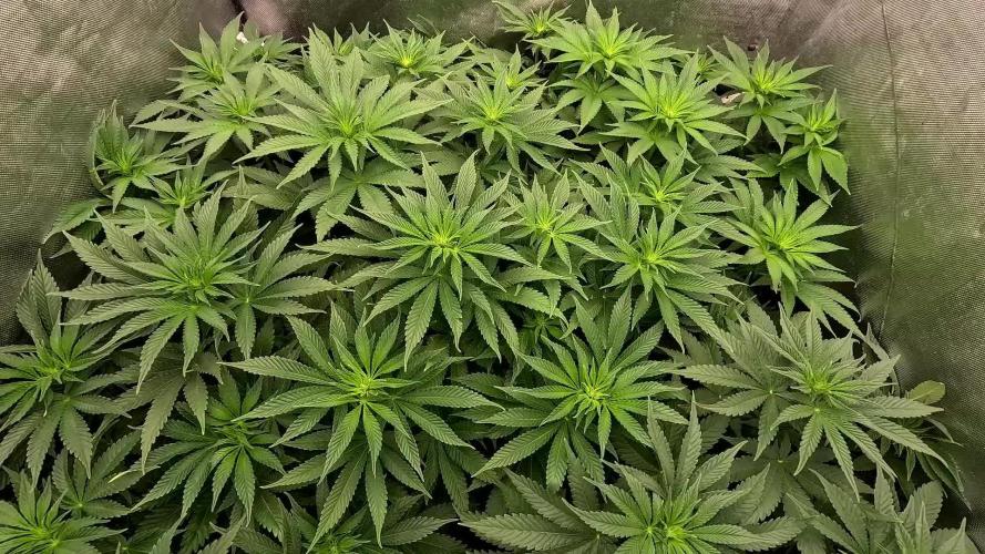 URBAN POISON, GreenWay Solutions INT.