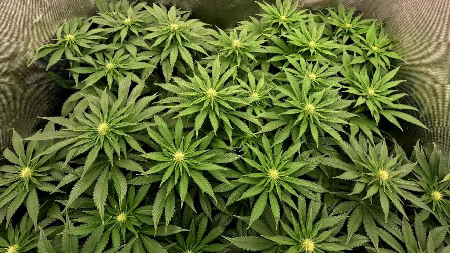 URBAN POISON, GreenWay Solutions INT.