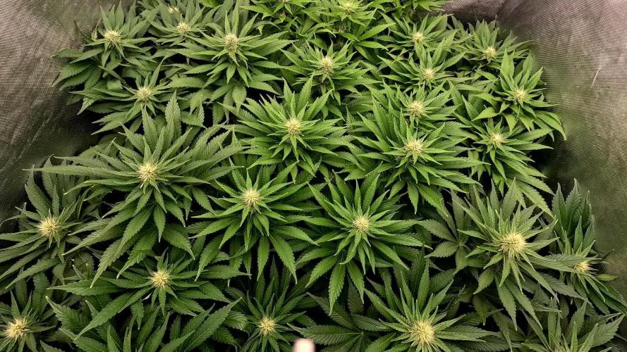 URBAN POISON, GreenWay Solutions INT.