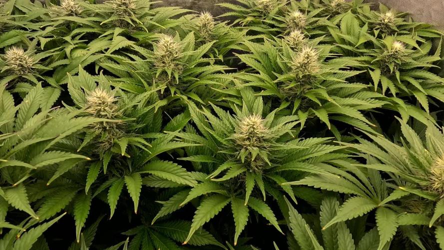 URBAN POISON, GreenWay Solutions INT.