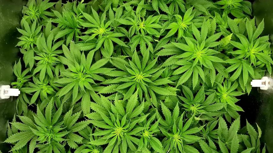 URBAN POISON, GreenWay Solutions.