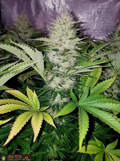 URBAN POISON, GreenWay Solutions.. Week 12 - 48d n1