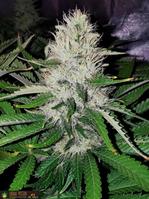 URBAN POISON, GreenWay Solutions.. Week 12 - 48d n1