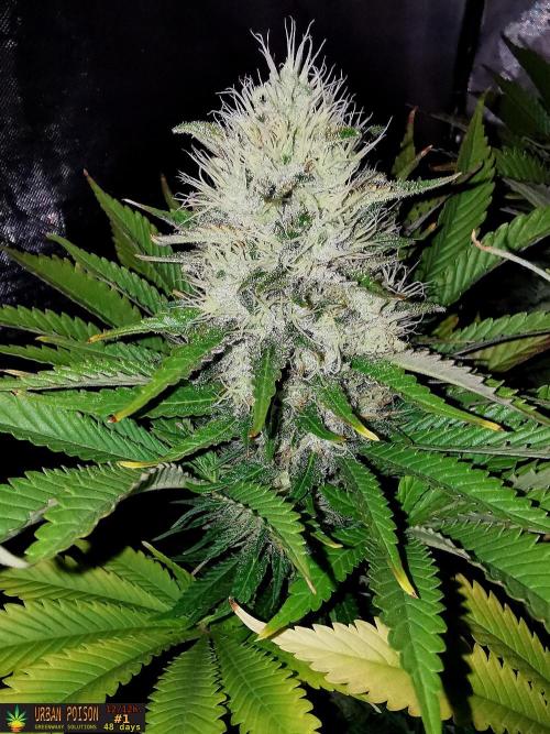 URBAN POISON, GreenWay Solutions.. Week 12 - 48d n1