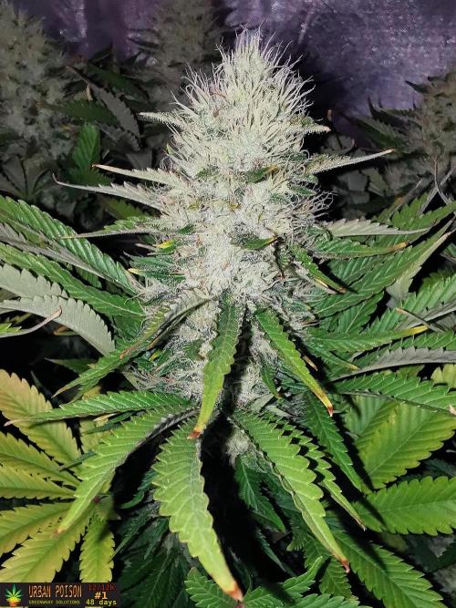 URBAN POISON, GreenWay Solutions.. Week 12 - 48d n1
