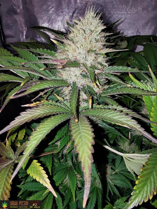 URBAN POISON, GreenWay Solutions.. Week 12 - 48d n2