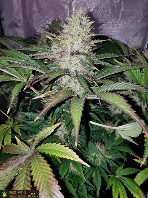 URBAN POISON, GreenWay Solutions.. Week 12 - 48d n2