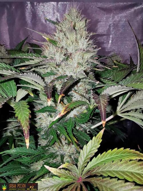 URBAN POISON, GreenWay Solutions.. Week 12 - 48d n2
