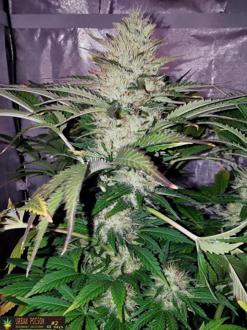 URBAN POISON, GreenWay Solutions.. Week 12 - 48d n2