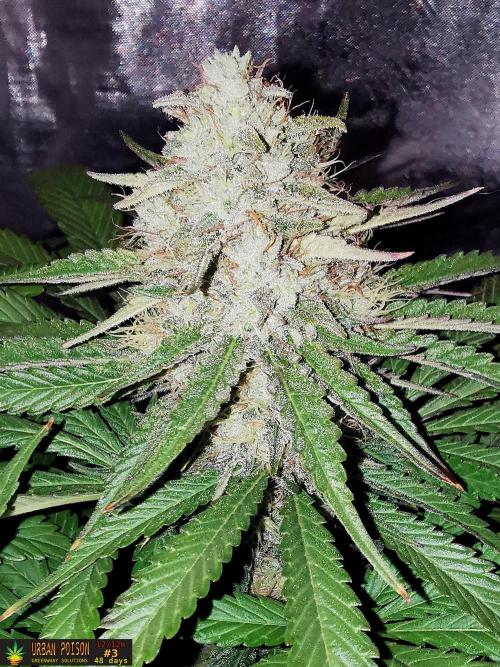 URBAN POISON, GreenWay Solutions.. Week 12 - 48d n3