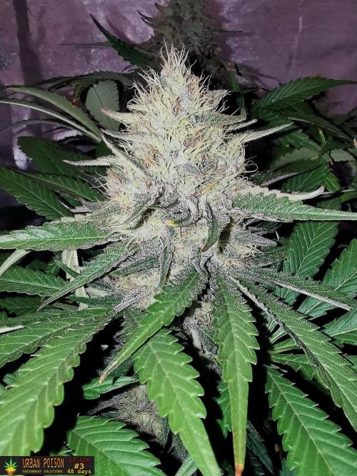 URBAN POISON, GreenWay Solutions.. Week 12 - 48d n3